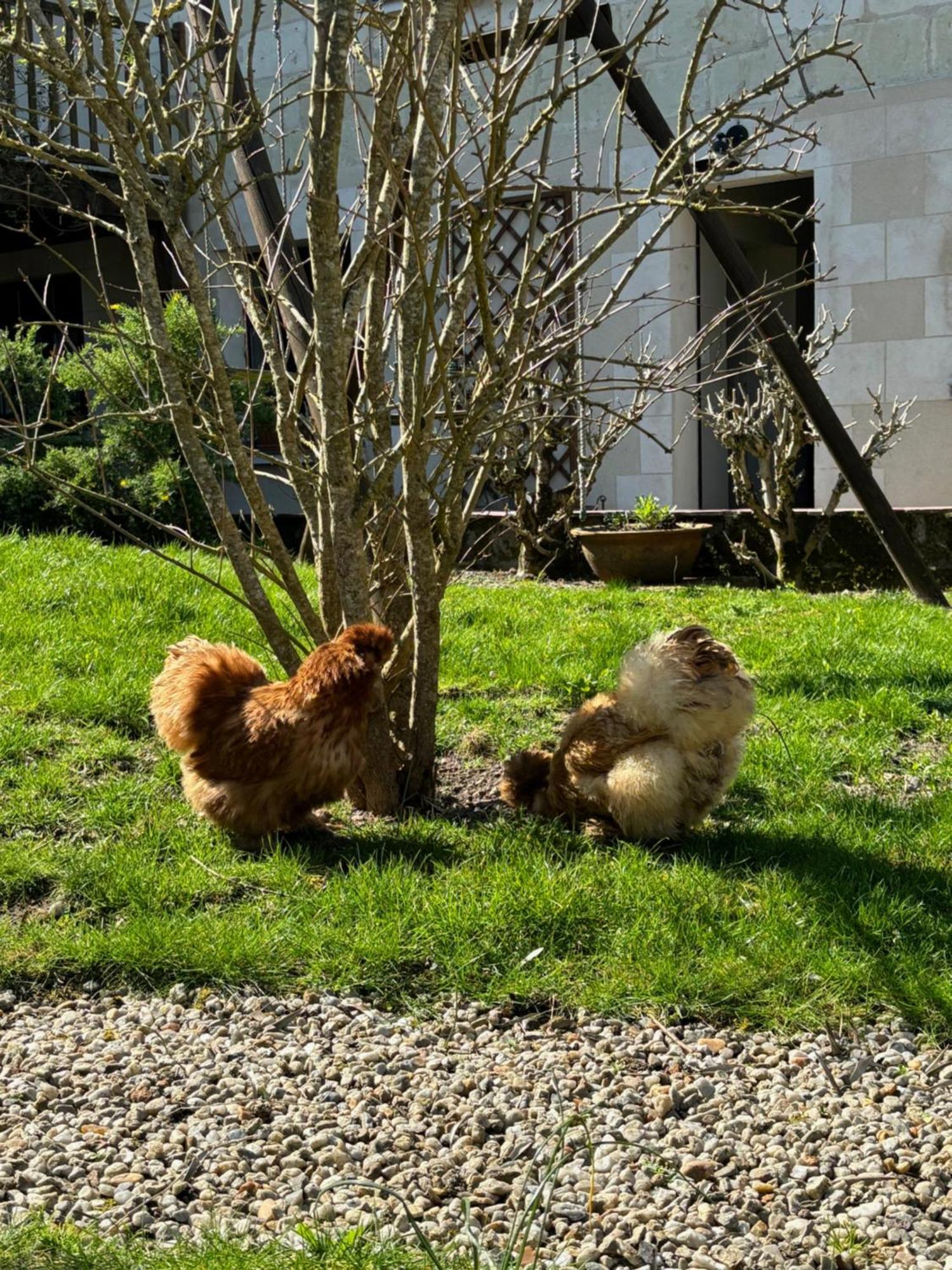 Le Petit Hureau Saumur Exteriör bild